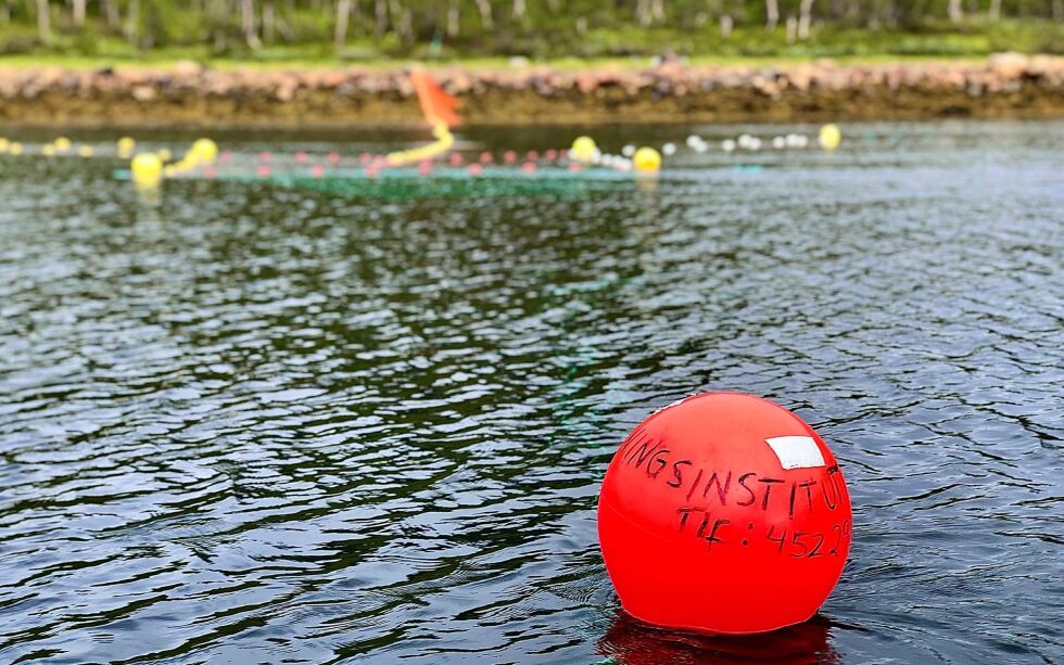 Innerst i Pors­an­ger­fjor­den har Havforskningsinstituttet en sta­sjon i Han­dels­bukt som un­der­sø­kes en el­ler to gan­ger i løp­et av en tre ukers pe­ri­ode. Foto: Agnes Marie Mohn/Havforskningsinstituttet.