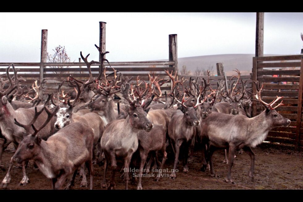 Disse er viktig for å bevare samisk kultur. Her strømmer reinflokken inn i «kverna», hvor reineierne står klare for å ta fatt på hvert enkelt dyr.
 Foto: Elise Embla Scheele