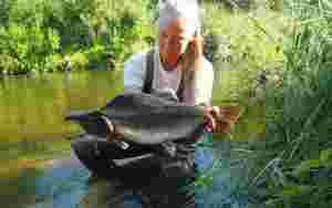Stenger laksefisket i flere elver