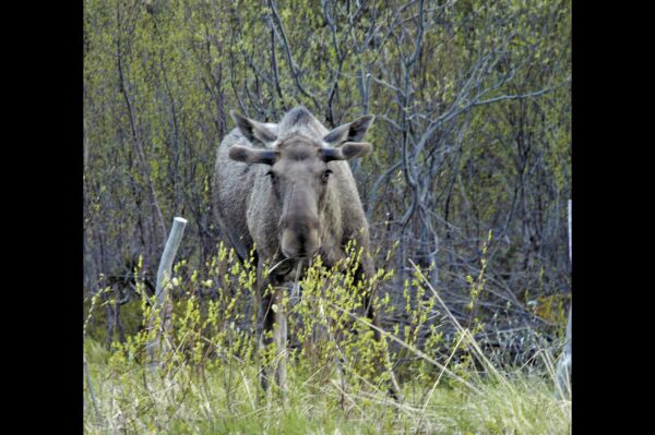 Privat salg av elgjakt i Karasjok
