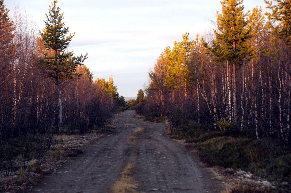 Regjeringen legger opp til mer vern av skog over hele landet.
 Foto: Stein Torger Svala