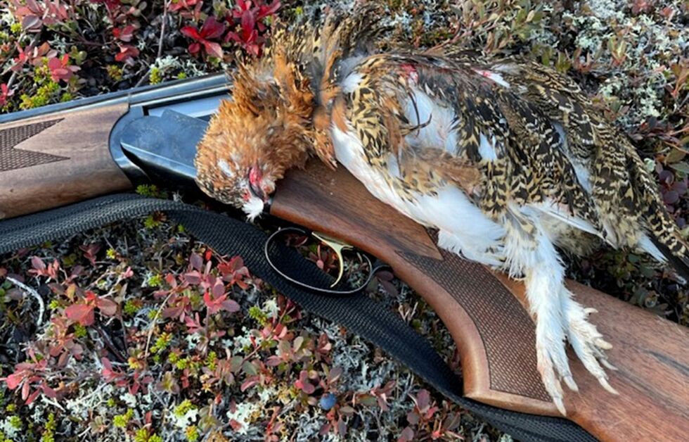 Selv om det som hel­het ser po­si­tivt ut for rypejakta i Finnmark, er det li­ke­vel be­ty­de­li­ge lo­ka­le va­ria­sjo­ner.
 Foto: Privat