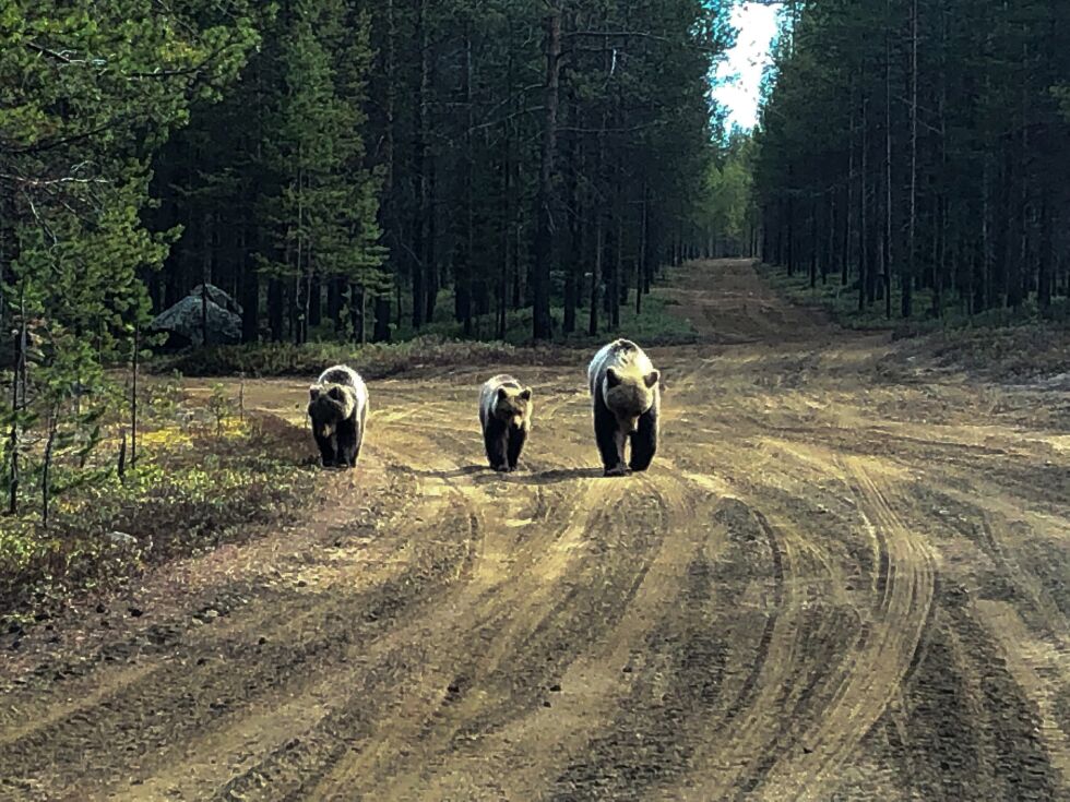 Ben Arne Sotkajærvi og hans turistfølge fikk i helga et unikt møte med denne bjørnefamilien. Videosnutten av møtet har gått over store deler av verden.
 Foto:  Ben Arne Sotkajærvi/Sotkajærvis verden