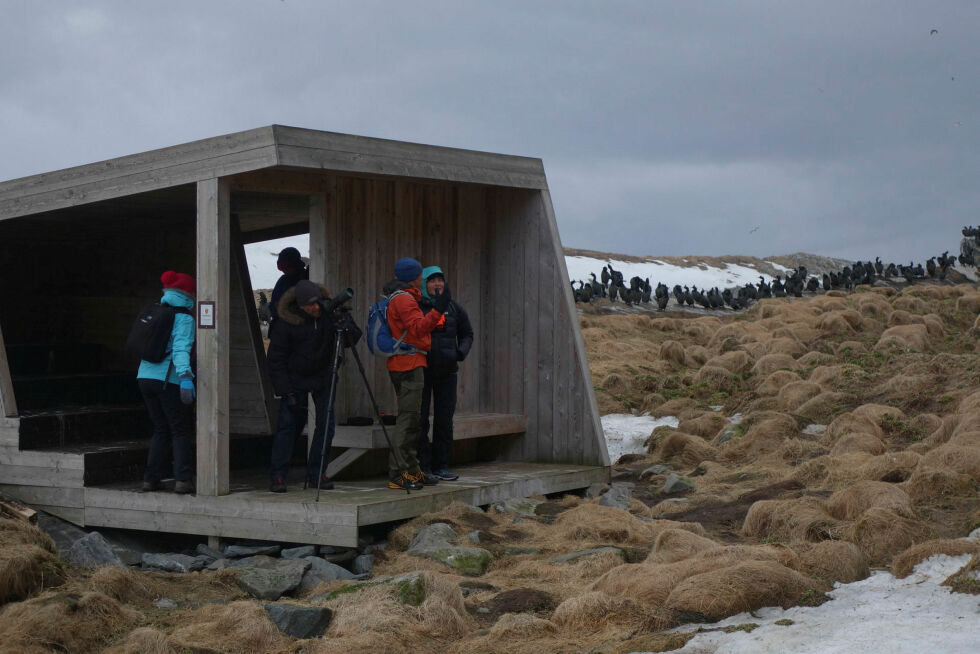 En økende turisme mener forskerne krever tiltak for å beskytte fuglene.
 Foto: Øystein Aas