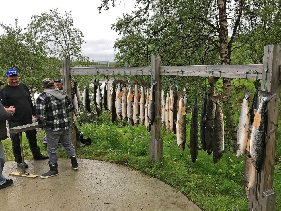 Om det ikke kas­tes med not i Nei­den i som­mer vil fle­re av part­ha­ver­ne ikke få spist laks i som­mer, da de be­la­ger seg på not­lak­sen. Her et bil­de fra 2018 som vi­ser re­sul­ta­tet av et godt kaste­døgn. Foto: Lars Sig­urd Eide