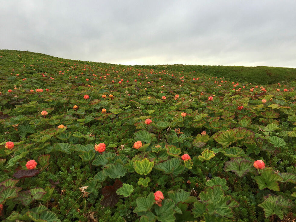 Høsting og bruk av naturen krever naturmangfold.
 Foto: Irene Andersen
