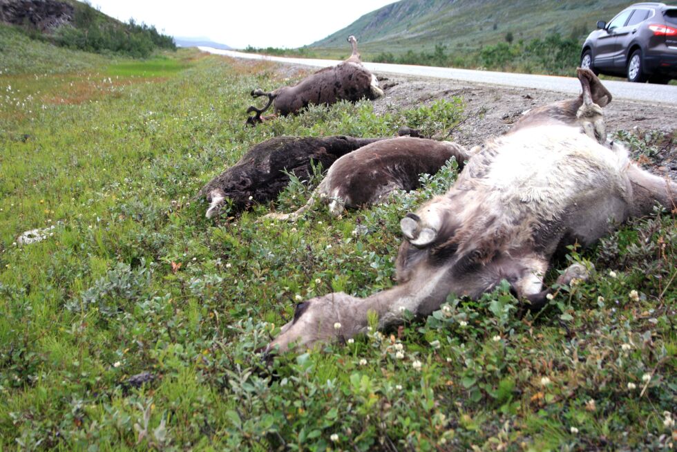 18 dyr meid ned av personbil: Kadavrene lå strødd over en lengre strekning. Men før de ble fjernet onsdag kveld, kjørte bilene merkbart saktere enn vanlig øverst i Stokkedalen. Dette bildet er tatt onsdag.
 Foto: Anthon Sivertsen