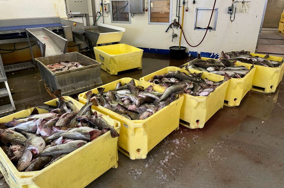Øst-Finnmarkrådet ber om en rekke tiltak som skal bedre situasjonen for fiskerne og for fiskeindustrien i Finnmark.
 Foto: Hallgeir Henriksen