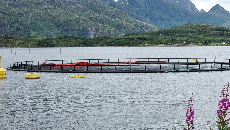 Onsdag 26. februar vil den årlige rapporten som belyser status for dyrevelferd og miljø i oppdrettsmerdene, bli presentert i et åpent seminar.
 Foto: Steinar Solaas