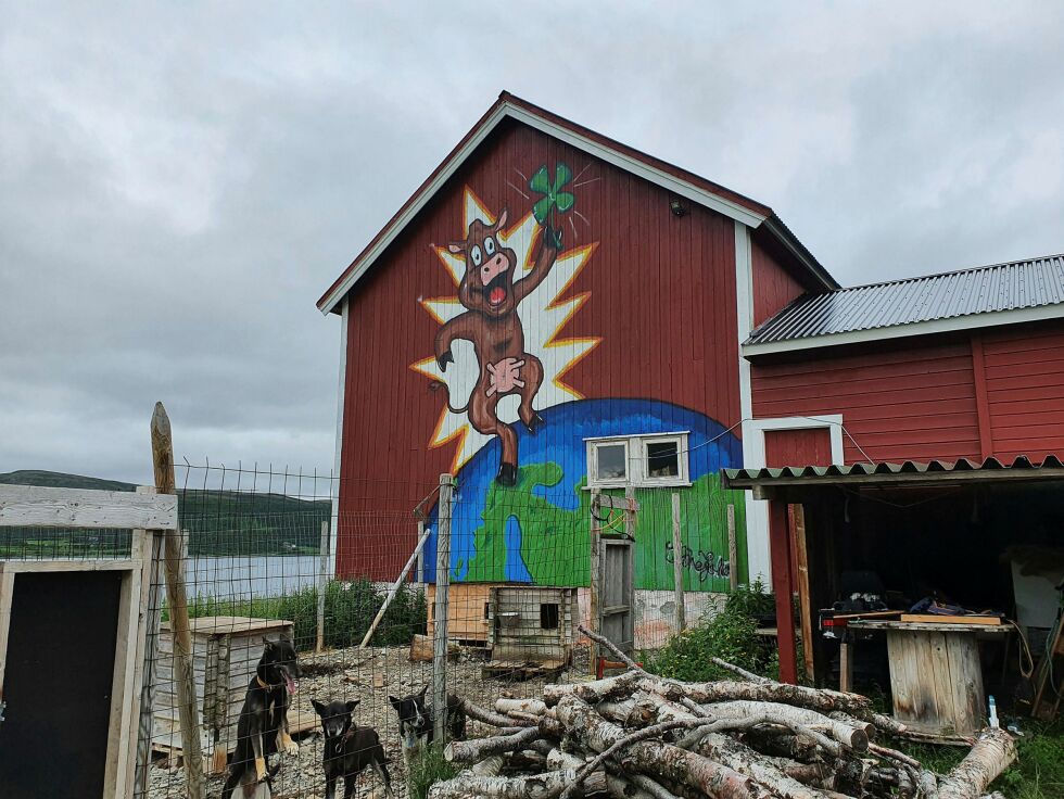 Gammelfjøsveggen med kua med en firkløver i hånda (klauven). Hundegården til familien Skreddernes ligger i forkant. FOTO: TOM HARDY