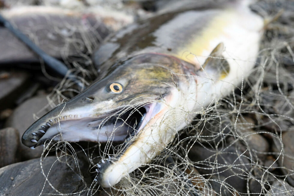 Det forventes stort innsig av pukkellaks i finnmarkselvene denne sommeren – i et oddetallsår.
 Foto: Irene Andersen