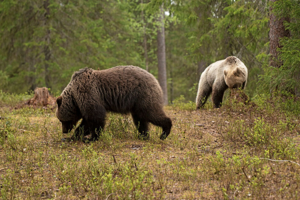 85 av bjørn­ene som ble på­vist i fjor var hunn­bjør­ner.
 Foto: Irene Andersen