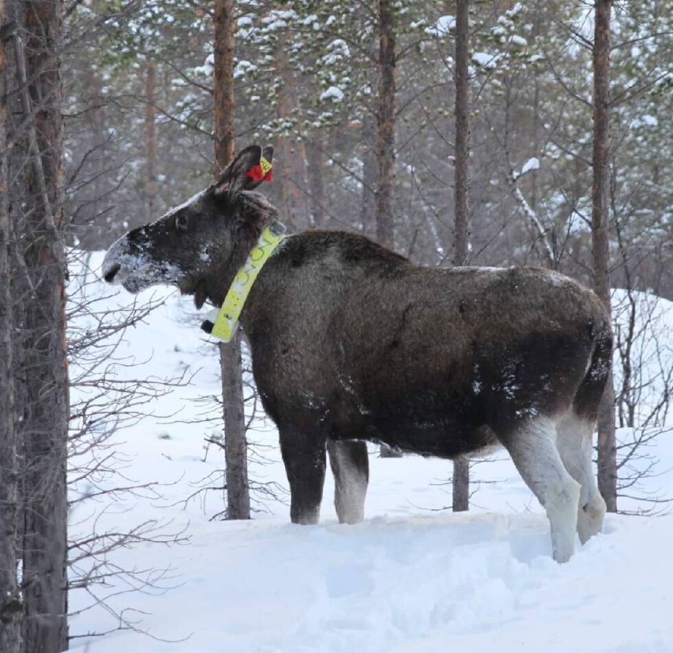 I tv-serien "Elgorama" vises unike bilder tatt av kameraer elg i Finnmark har rundt halsen.
 Foto: Elg i Finnmark