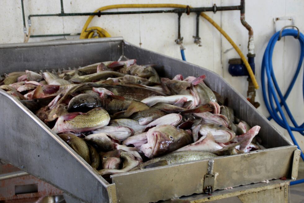 Det er sto­re ver­di­er det for­hand­les om når kvo­te­ne for fiske i Ba­rents­ha­vet skal for­de­les.
 Foto: Torbjørn Ittelin/Illustrasjon