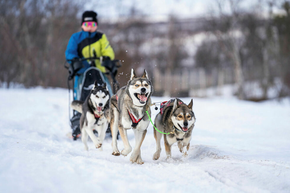 Luka Salmi fra Finland med sitt spann bestående av sibirsk husky foran sleden.
 Foto: Therese Norman Andersen