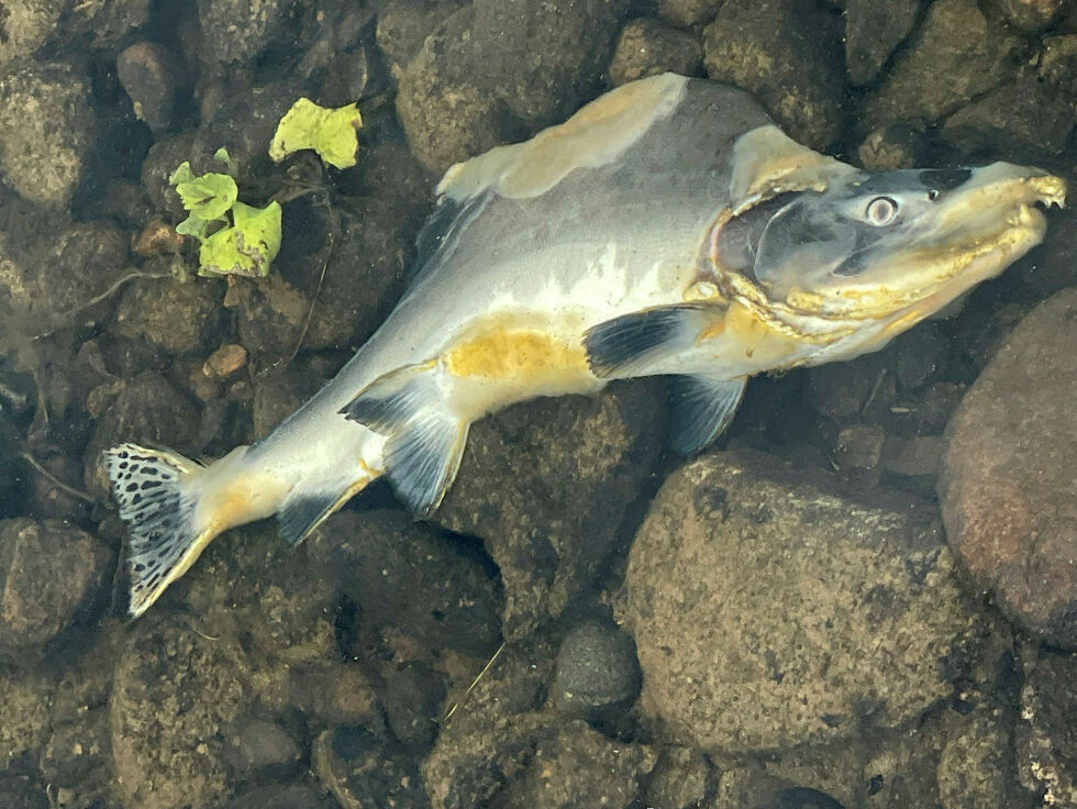 Sjølaksefiskerne ønsker en maskevidde for krokgarn og kilenot som ikke overstiger 58 millimeter, og mener de da kan fange det meste av pukkellaksen som passerer lakseplassene i sjøen.
 Foto: Birgitte Wisur Olsen