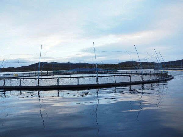 Mer lakselus i nord
