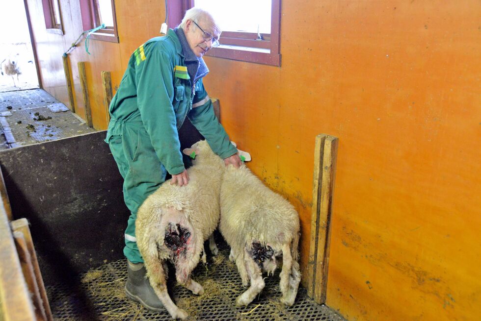 Ragnvald Benjaminsen har i løpet av de siste to ukene funnet seks av lammene sine med bittskader bak. Fem av dem står i fjøset og venter på veterinærundersøkelse, mens et allerede var dødt da det ble funnet.
 Foto: Sonja E Andersen