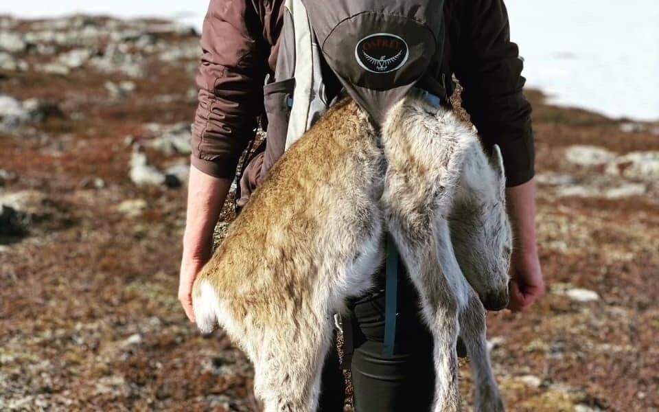 Det er et trist syn for reineiere å komme over døde reinkalver på fjellet. Nå har kadavrene av minst 16 kalver kommet for en dag i Áborášša siida. (Illustrasjonsbilde)
 Foto: Privat