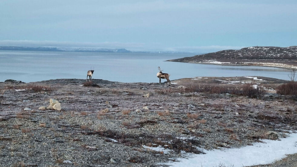 Rein på vinterbeite i Porsanger
 Foto: Privat