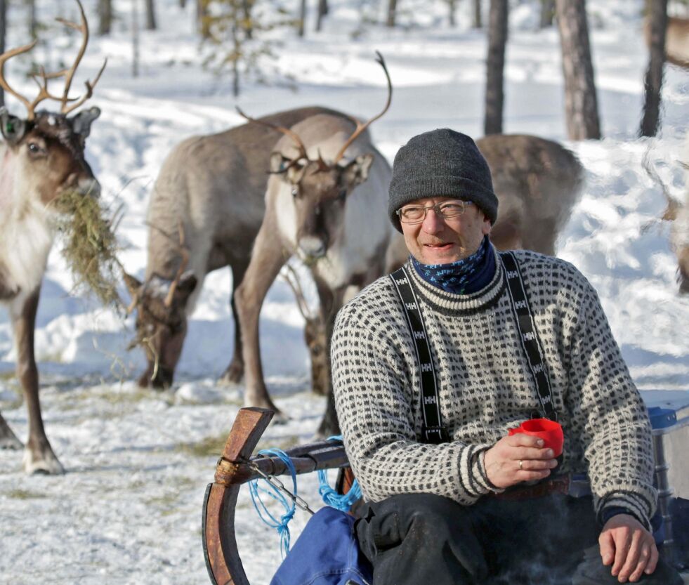 Leder for reinbeitedistrikt 5A i Pasvik, Egil Kalliainen, mener at årets sesong ble som forventet med tanke på antall kalver, til tross for en hard vinter med vanskelige beiteforhold.
 Foto: Yngve Beddari