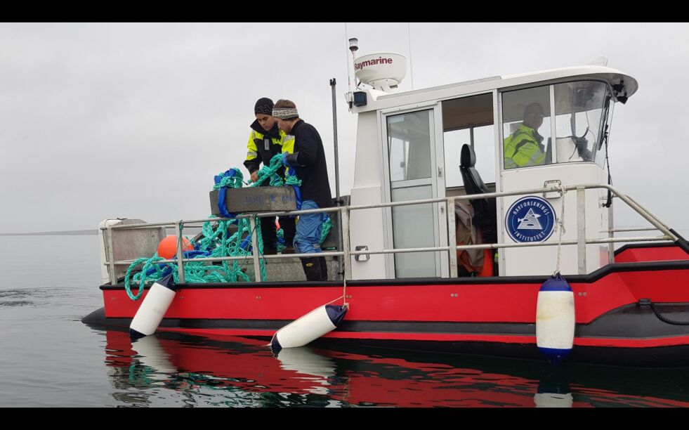 Thomas Hansen fra Mearrasiida i Billefjord har sammen med Havforskningsinstituttet startet et prosjekt for å hjelpe ærfuglen i nærområdet.
 Foto: Mearrasiida