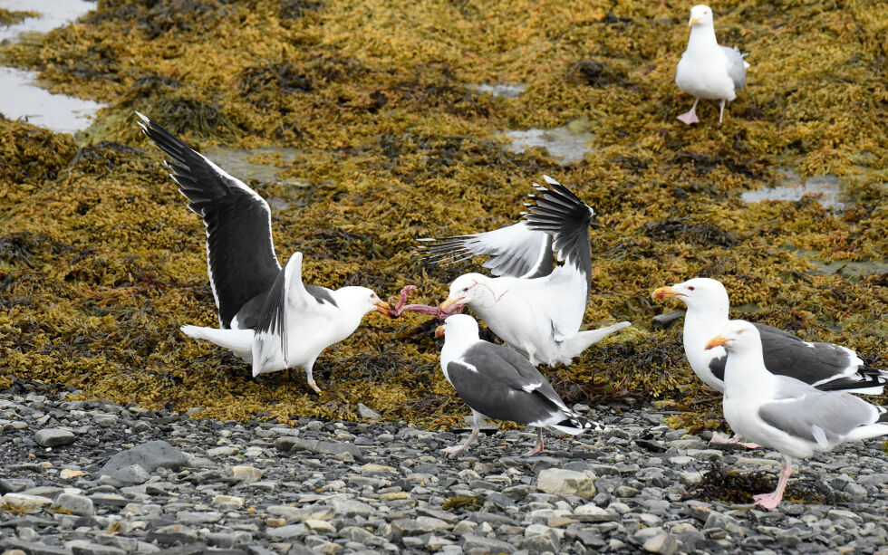 Levende måser foreviget i Smørfjord i Porsanger.
 Foto: Irene Andersen