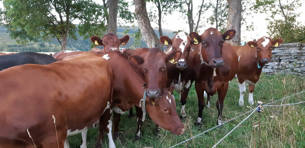 Mål­et med heders­pri­sene er å påskjønne dyk­tige melke­pro­du­sen­ter og øke inter­es­sen for godt fjøs­stell, god gårds­drift og levering av melk med særlig god kva­li­tet.
 Foto: Nina Austad-Sivertsen