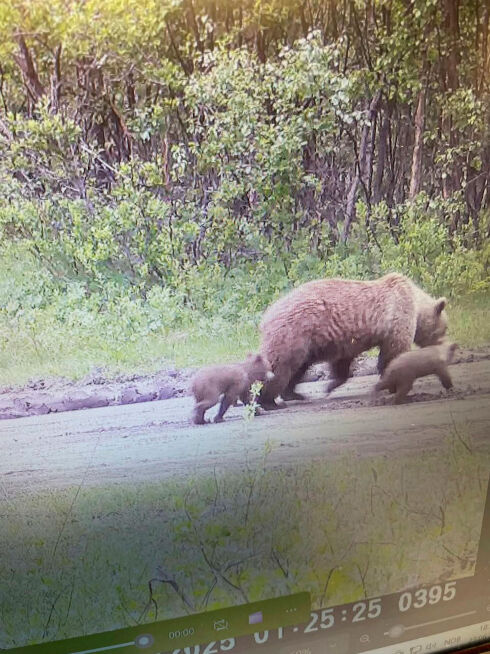 Jaktet på binne, skjøt hannbjørn
