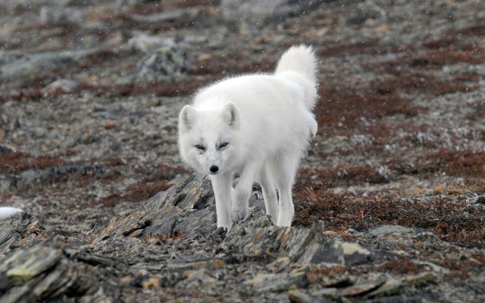 Kan den sårbar sjarmøren i pels overleve i fremtiden? Det spørsmålet stiller leder i naturvernforbundets fjellrevutvalg, Kjell Magne Derås. Denne fjellreven ser ut til å ha et godt liv i Varanger, der det er satt ut valper de senere år, og det ble i fjor registrert hele sju valpekull. Men ellers har fjellreven trange kår i nord. Derås ledet Njálla-fjellrev-seminaret på Varangerhalvøya i 2007, med forskere og miljøaktivister. Foto: Kjell M. Derås