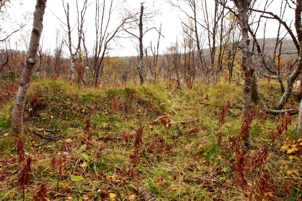 Tufter ved Gjeldhaugen i Jakobselvdalen.
 Foto: Advokatkontoret Ravna (arkiv).