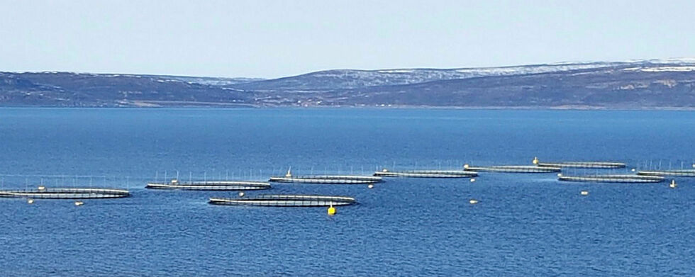 Kommuner og fylkeskommuner kan vente seg penger fra Havbruksfondet i løpet av oktober etter at det nå er gitt nye oppdrettstillatelser.
 Foto: Torbjørn Ittelin