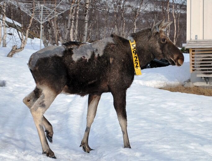 Denne elgen ble oppdaget i Neiden våren 2015. Nå er en elg med tilsvarende mangel på hår sett i Øvre Pasvik.
 Foto: Knut Madslien, Veterinærinstituttet