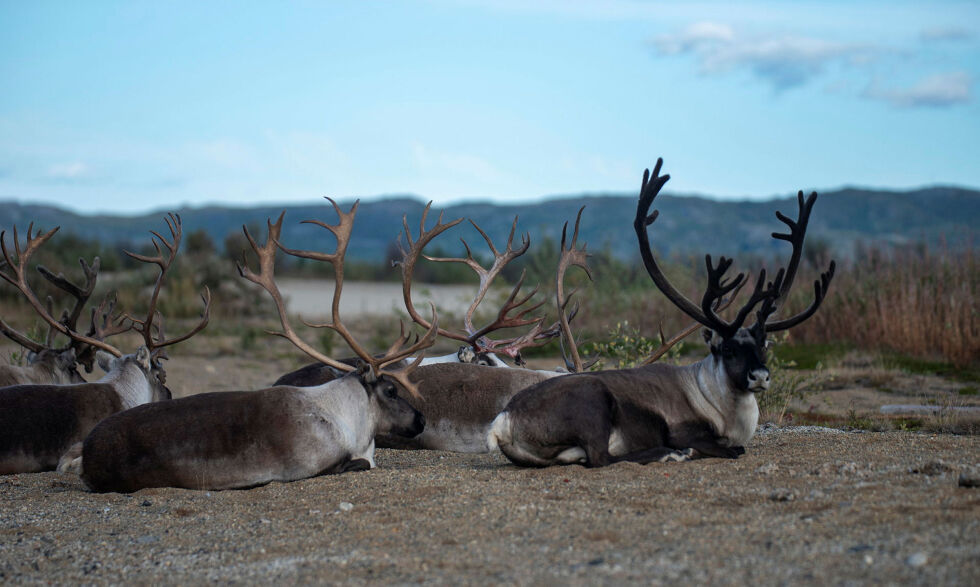 Det er flere momenter i forslaget til ny reindriftslov som Karasjok kommune vektlegger.
 Foto: Irene Andersen
