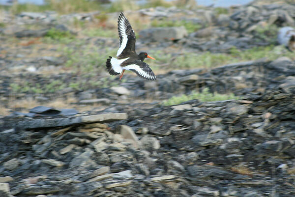 Vårtegn i Varanger