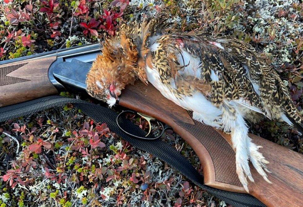 Forskning viser at rypa sliter med å tilpasse seg klimaendringer, og man ønsker nå å forske mer på denne arten.
 Foto: Privat