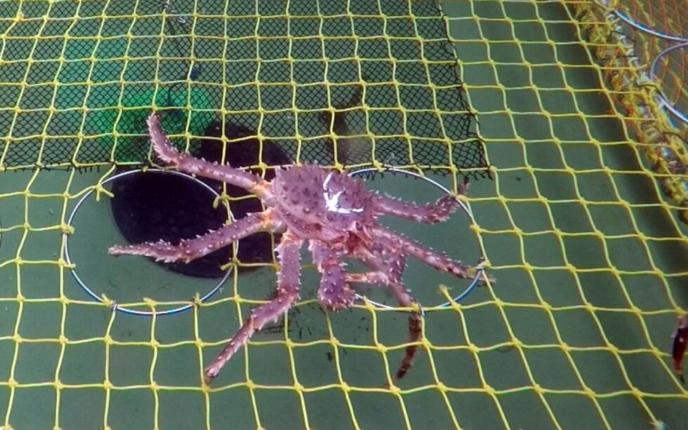 En kongekrabbe under minstemål rømmer gjennom en tilpasset fluktåpning i krabbeteina.
ALLE FOTO: HAVFORSKNINGSINSTITUTTET