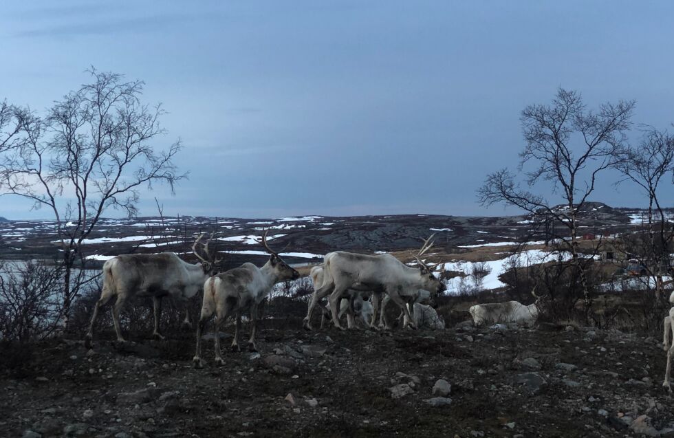 Naturvernforbundet i Ávjovárri og Motvind Nord mener det ofte viser seg at inngrepene har langt større negative virkninger enn forutsatt når det er gitt konsesjon.
 Foto: Birgitte Wisur Olsen