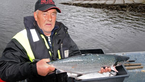 Eventyrlig kilenotfiske skjemmes av oppdrettslaks
