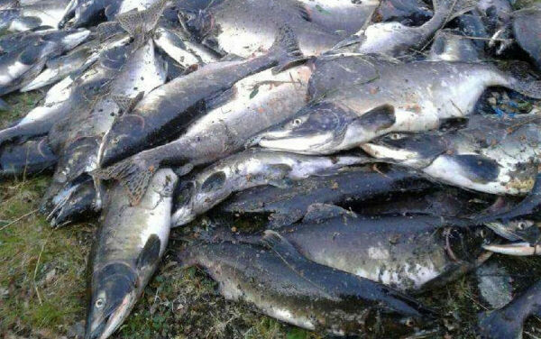 Spiser det den kommer over