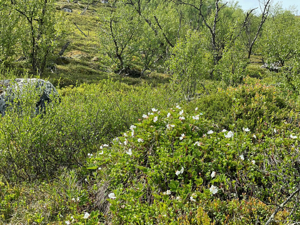 Mye multeblomst har det vært på forsommeren, men det drøyer ennå før man kan se for seg om sesongen blir god. Det er nemlig kun hunnblomster som bærer frukt.
 Foto: Birgitte Wisur Olsen
