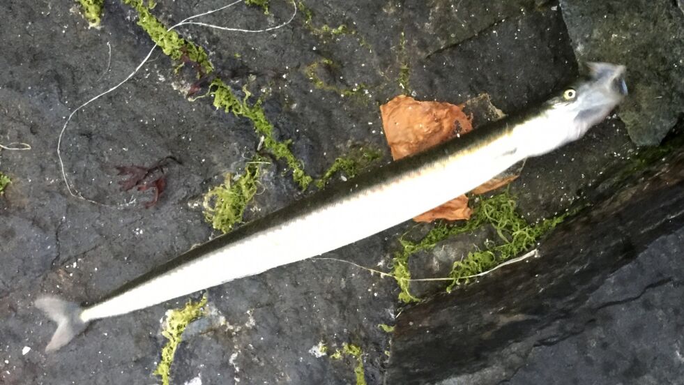 Vet du hvilken fisk Tormod Nilsen har fått på kroken?
 Foto: Privat