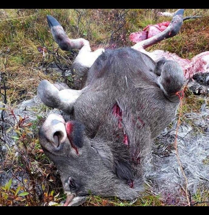 FeFo kan vise til gode fellingstall i Finnmark når vi passerer midten av oktober.
 Foto: Privat