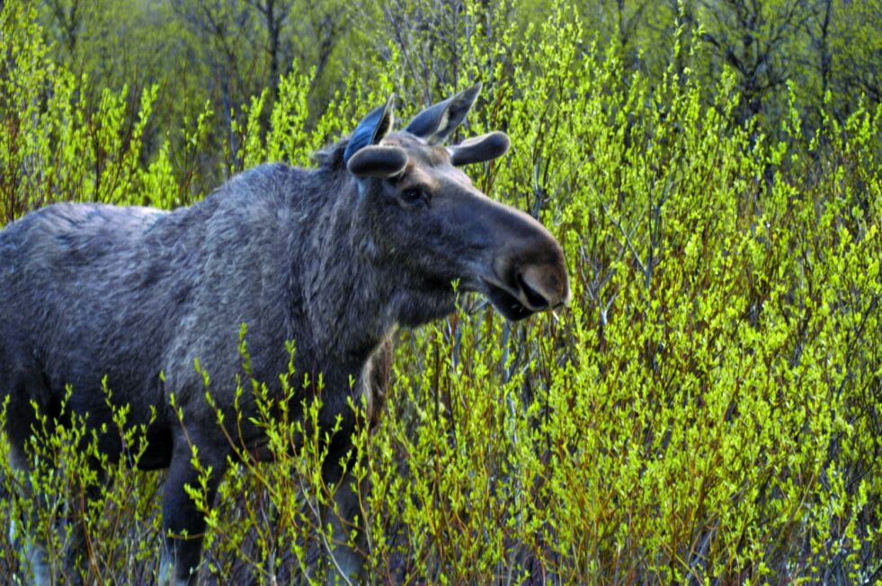 Mattilsynet ønsker å spare på ressursene ved å fjerne dagens ordning med viltkontrollsteder.
 Foto: Lars Birger Persen