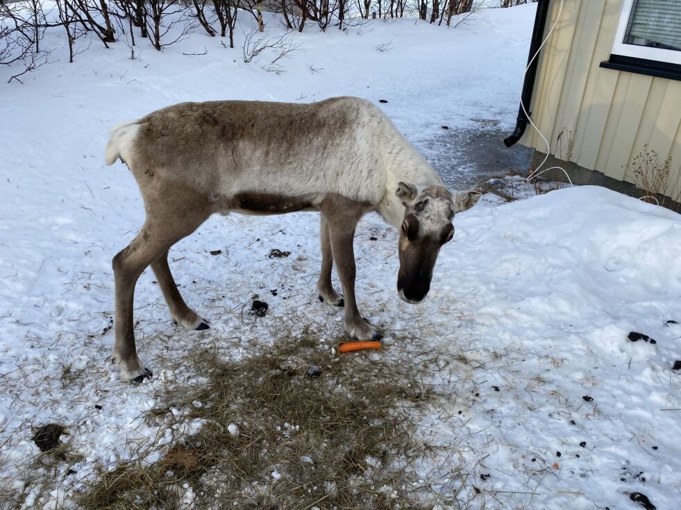 En ensom, men veldig tam rein, med navnet Reinulf. ALLE FOTO: KRISTIN MARIE ERICSSON