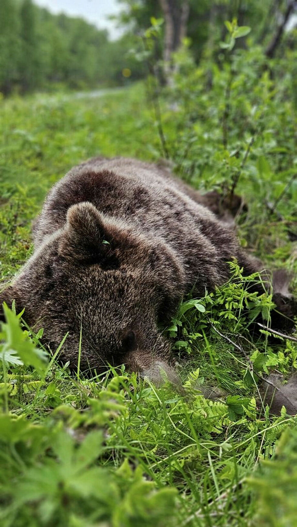 Hannbjørnen ble felt tirsdag kveld.
 Foto: Statens naturoppsyn/Miljødiirektoratet