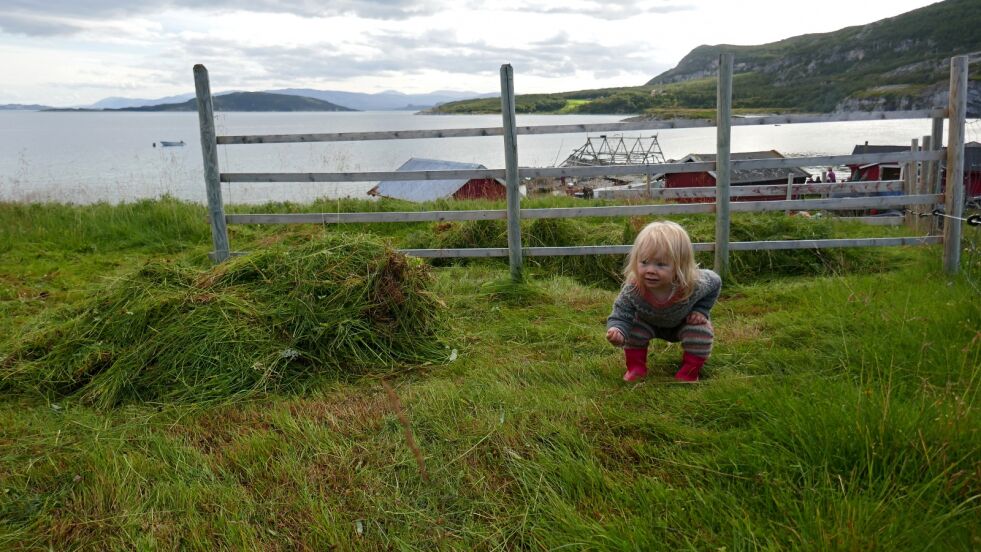 Saga Márjá (2 år) som til daglig bor i Karasjok, sjekker kvaliteten på gresset.
 Foto: Marte Eliassen
