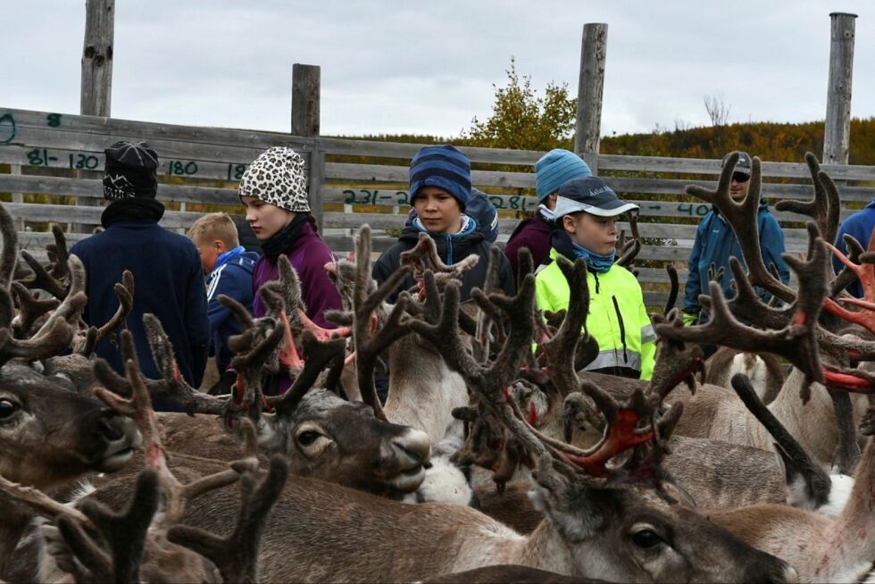 Det er en konsentrert gjeng som vurderer individene de har rundt seg, før de begynner arbeidet. Alle foto: Irene Andersen