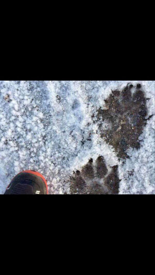 Spor fra en stor hund?