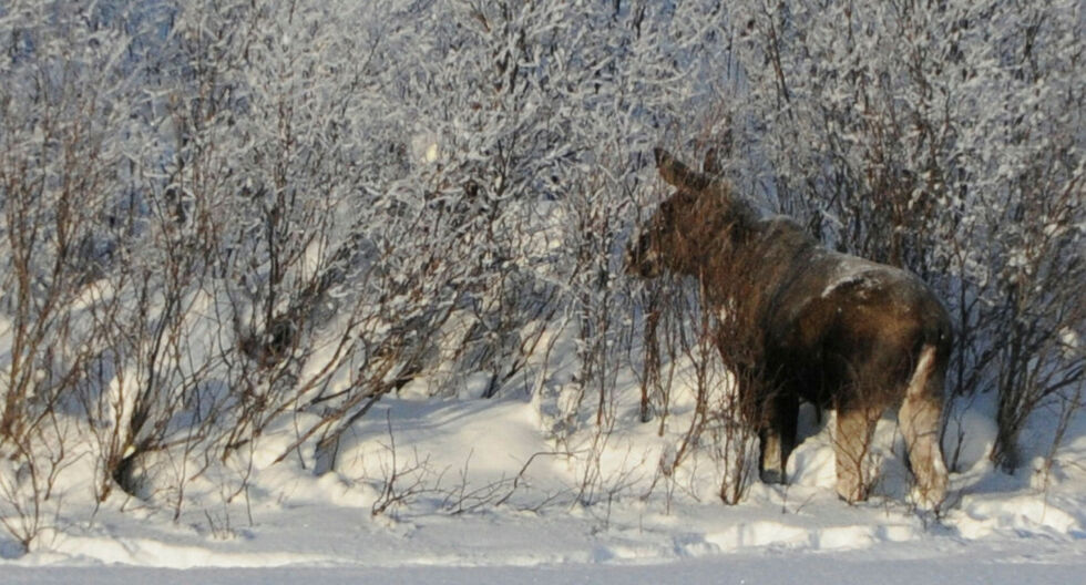 Elgen i hagene i Karasjoks sentrumsnære områder vekker frykt hos noen, og kommunen forsøker til stadighet å jage dyrene ut.
 Foto: Stein Torger Svala